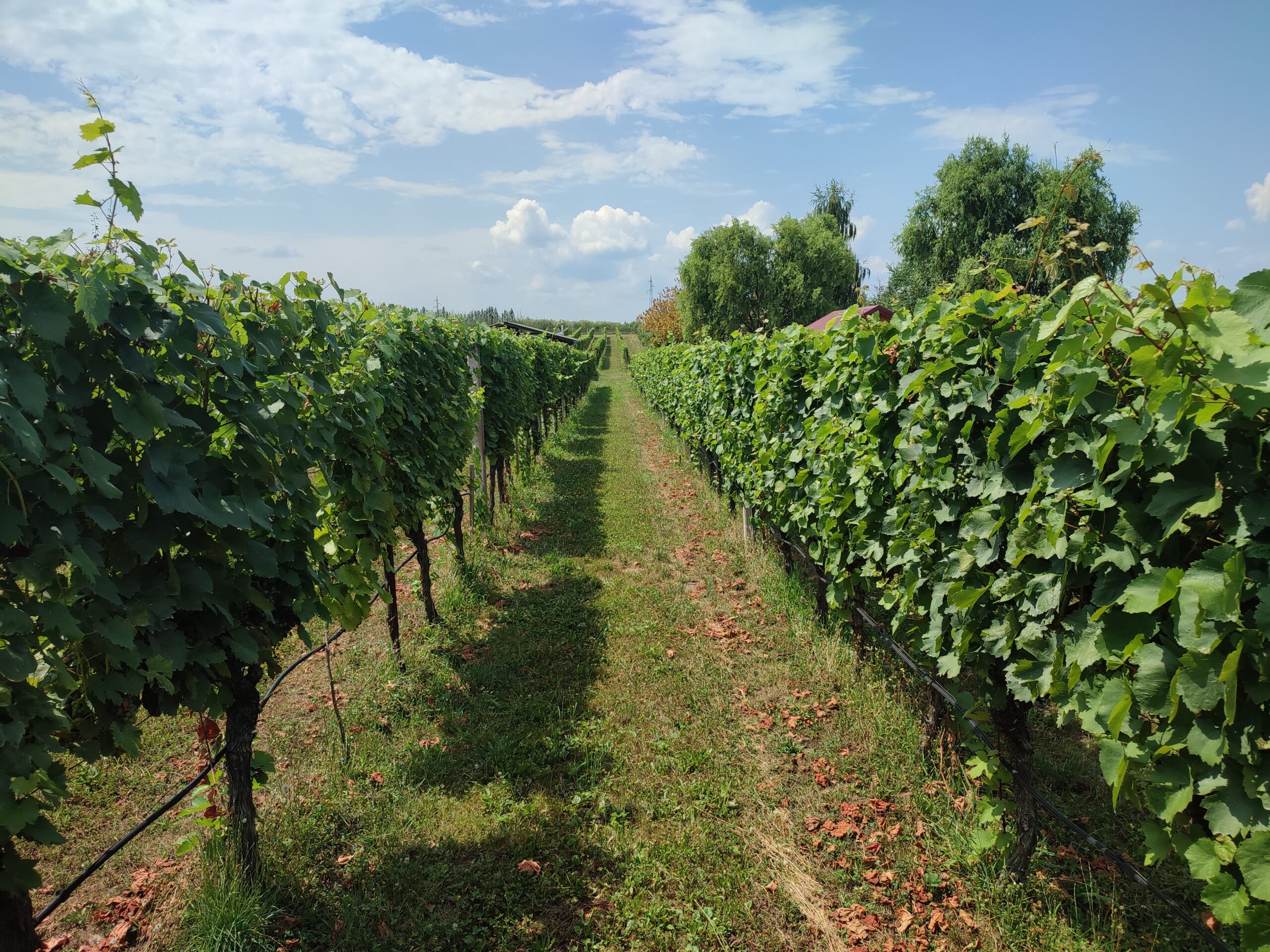 Exploring the Elegance of Pinot Noir – BFF Special Edition